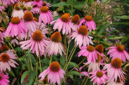 Picture of Echinacea - Purpurea